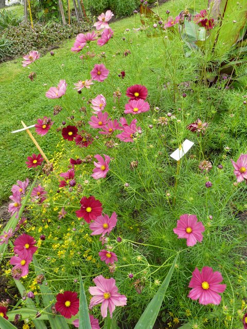 Cosmos bipinnatus 'Rubenza' (2)
